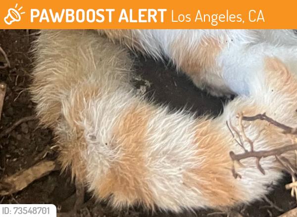 Found/Stray Unknown Cat last seen Los Feliz Blvd., Los Angeles, CA 90029