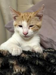Reunited Male Cat last seen Earle Avenue, Rosemead, CA 91770