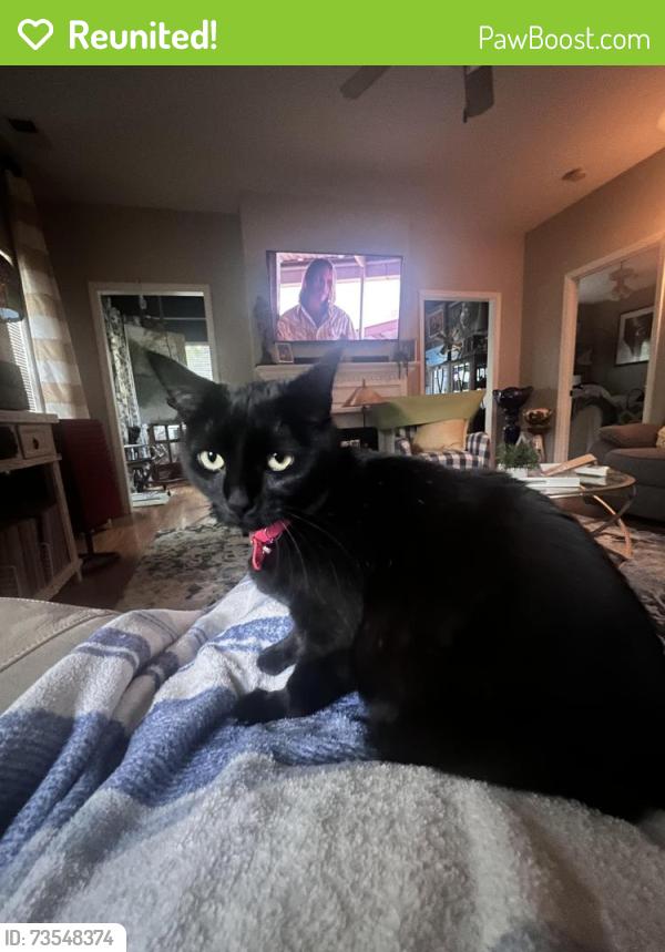 Reunited Female Cat last seen Locksley Woods - 14th St and York St, Greenville, NC 27858