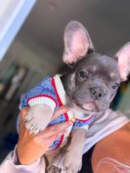 Reunited Male Dog last seen Near Clatsop St, Las Vegas, NV 89122, USA, Las Vegas, NV 89122