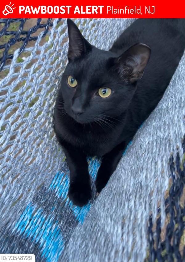 Lost Male Cat last seen Near Hamilton avenue, Plainfield, New Jersey, Plainfield, NJ 07063