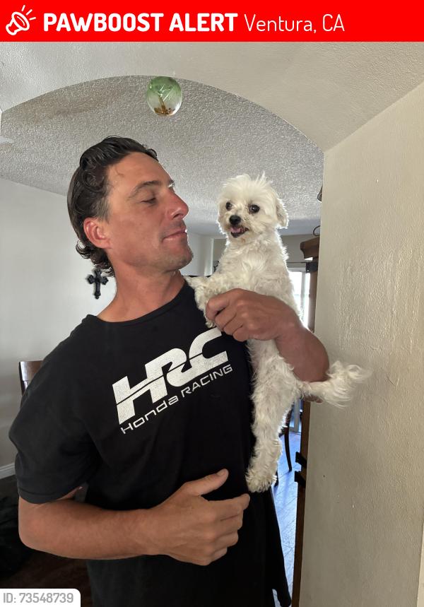 Lost Female Dog last seen Portola, Ventura, CA 93003