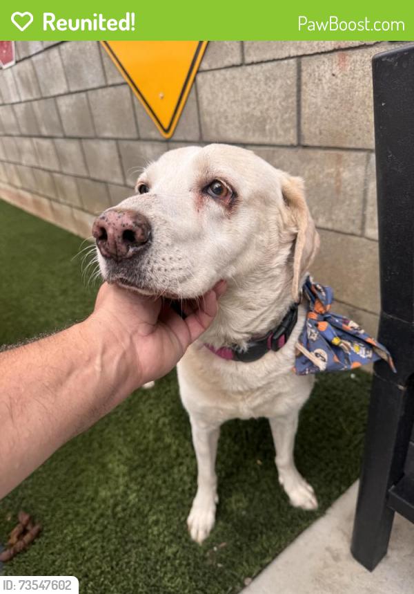 Reunited Female Dog last seen Near Yardley St, San Bernardino, CA 92407, USA, San Bernardino, CA 92407