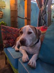 Reunited Male Dog last seen Glassell and Walnut, Orange, CA 92866