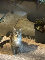 Lost Male Cat last seen Los Feliz Blvd., Los Angeles, CA 90068