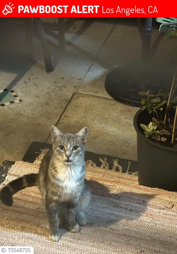 Lost Male Cat last seen Los Feliz Blvd., Los Angeles, CA 90068