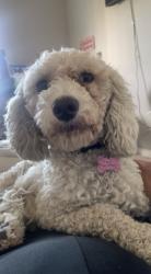 Reunited Female Dog last seen Near Clatsop St, Las Vegas, NV 89122, USA, Las Vegas, NV 89122