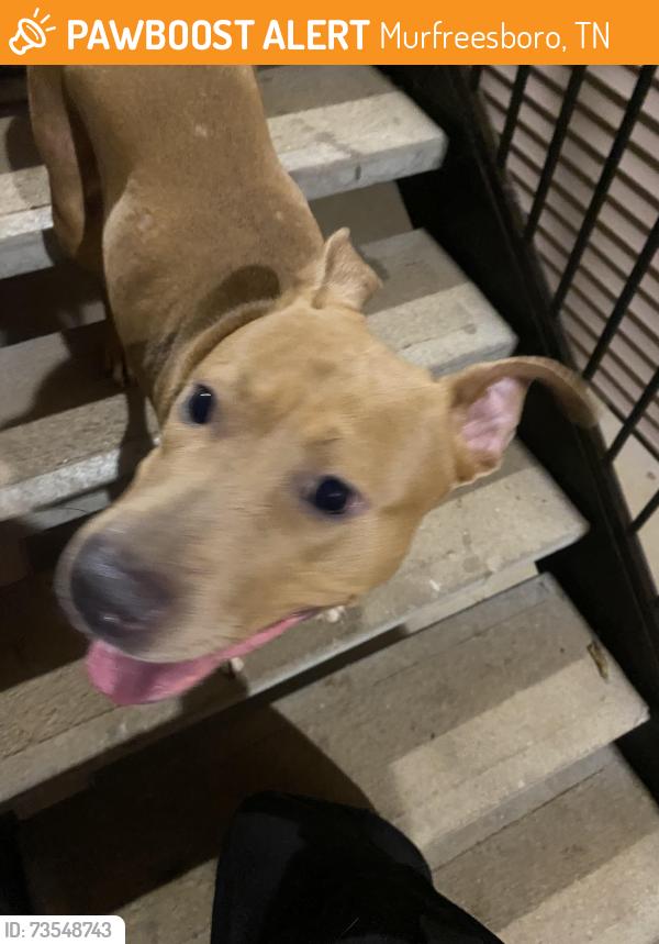 Found/Stray Female Dog last seen Unit K Grandea Crescent Park, Murfreesboro, TN 37127