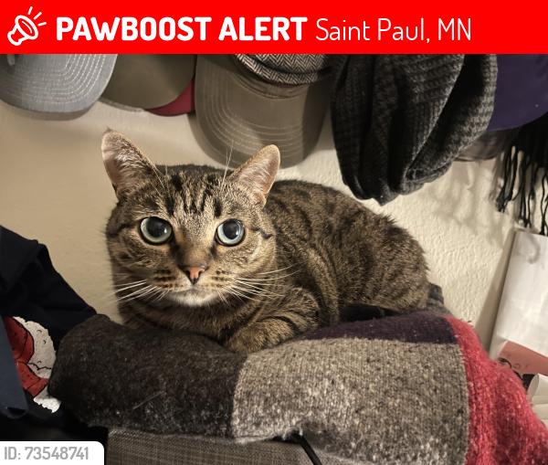 Lost Female Cat last seen Alley at our hse 1256 Jefferson Avr, Saint Paul, MN 55105
