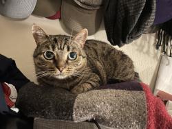 Lost Female Cat last seen Alley at our hse 1256 Jefferson Avr, Saint Paul, MN 55105