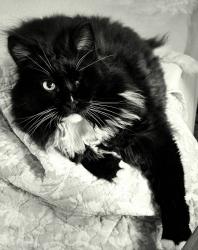 Lost Male Cat last seen 6th Ave NW & 185th, Richmond Highlands, Shoreline, WA 98177