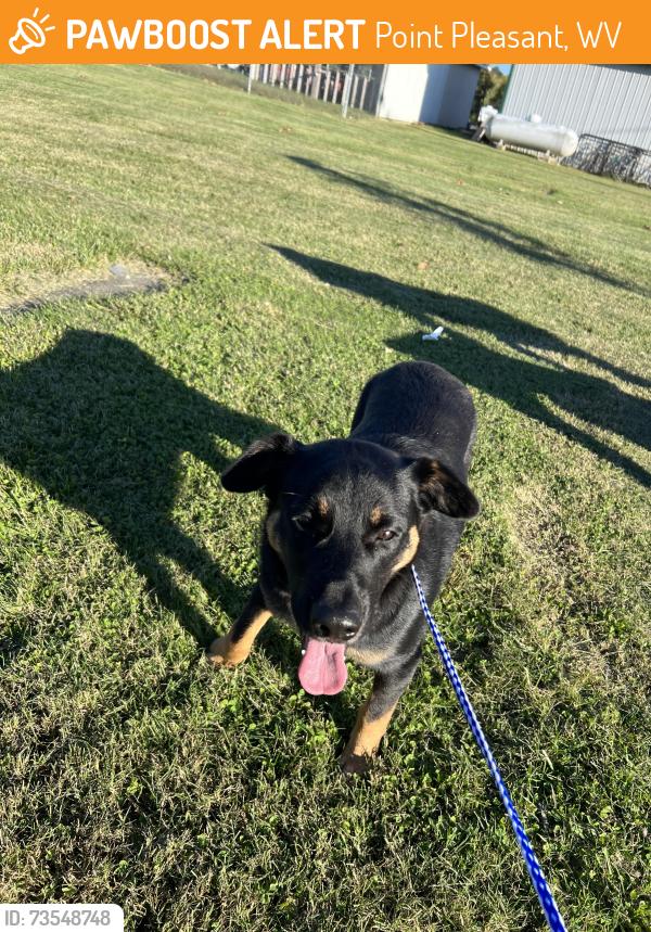 Found/Stray Male Dog last seen Road in front of Krodel park, Point Pleasant, WV 25550
