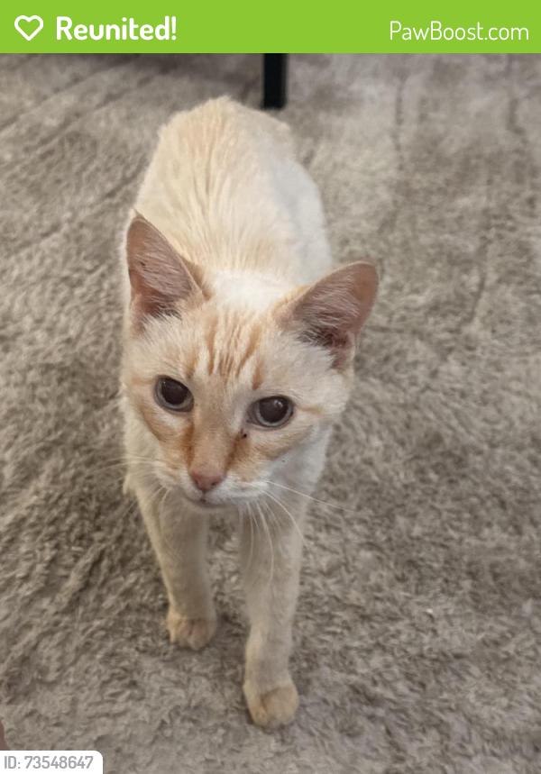 Reunited Male Cat last seen Yellowstone LN, Temecula, CA 92592