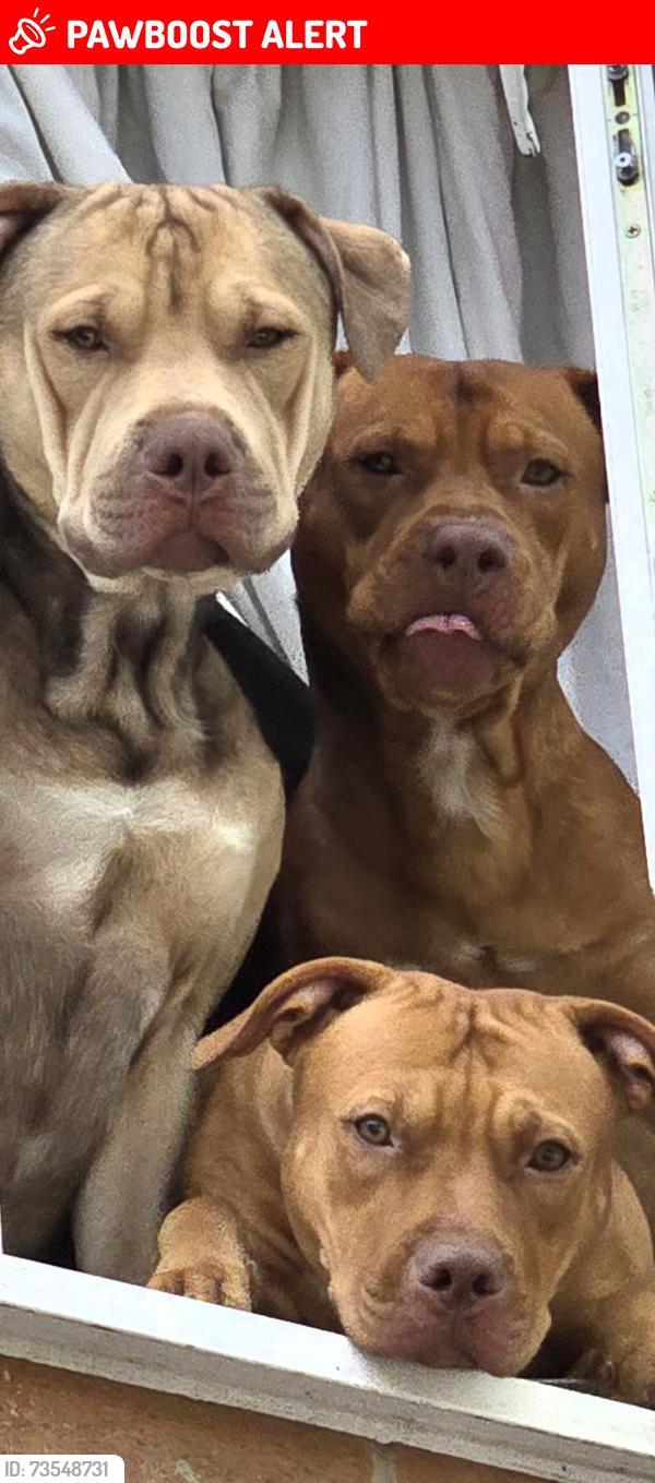 Lost Male Dog last seen Hennenton way high wycombe, Buckinghamshire, England 