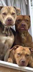 Lost Male Dog last seen Hennenton way high wycombe, Buckinghamshire, England 