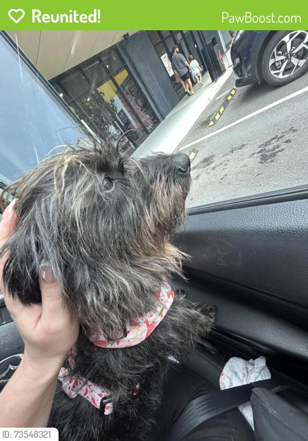 Reunited Female Dog last seen 7/11 Pimpama, Pimpama, QLD 4209
