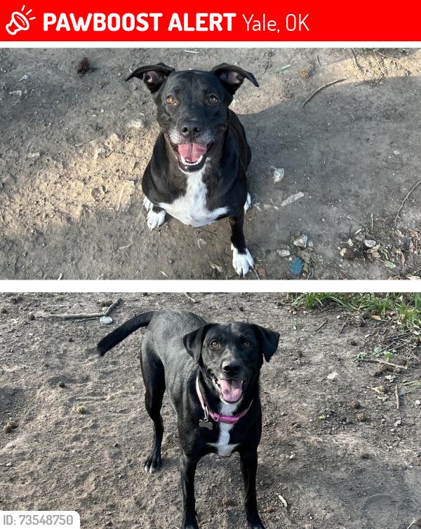 Lost Female Dog last seen Yale, ok, Yale, OK 74085