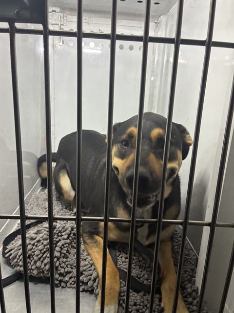 Shelter Stray Male Dog last seen MARCONI AVE/ WATT AVE, 95821, 3839 Bradshaw Rd, Sacramento, CA 95827, USA