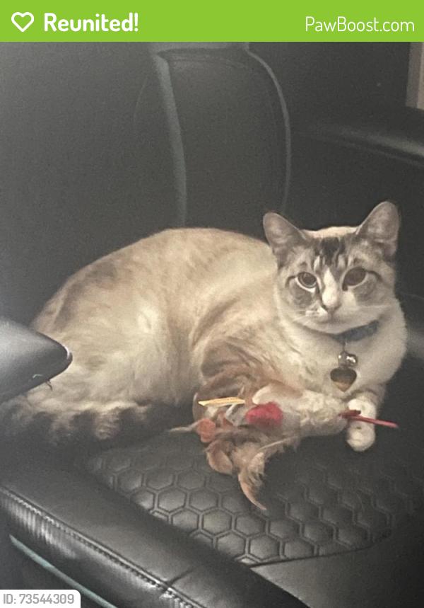 Reunited Female Cat last seen Marvin Rd SE, Olympia, WA 98513