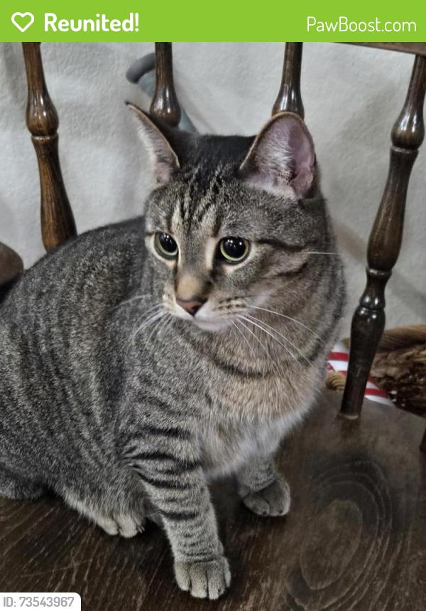 Reunited Male Cat last seen Downdum Road, Springdale, AR 72762