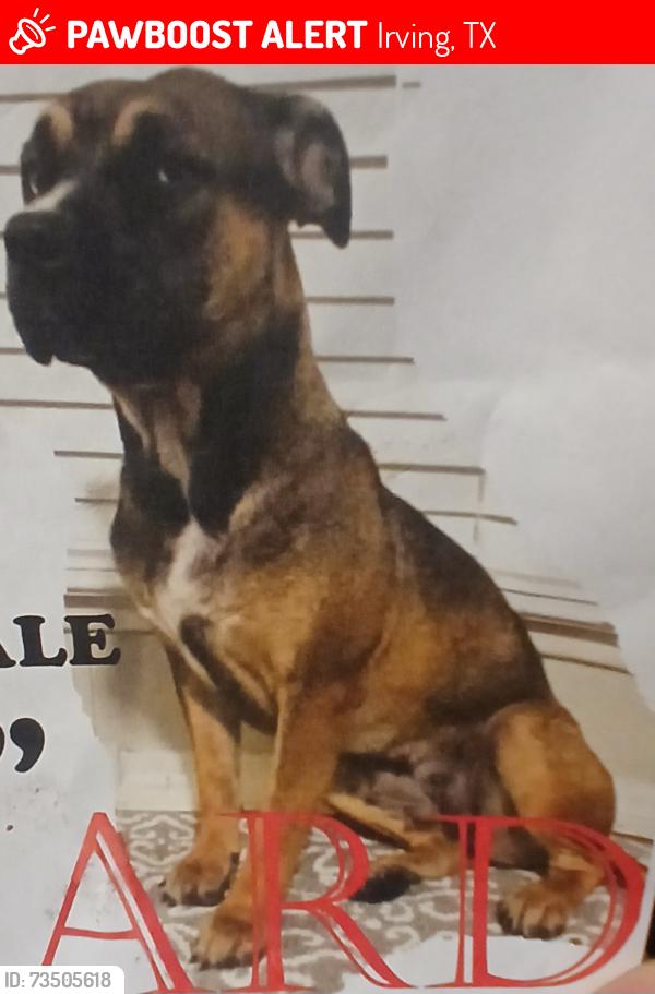 Lost Female Dog last seen Melody hills st, Irving, TX 75062