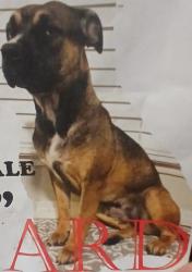 Lost Female Dog last seen Melody hills st, Irving, TX 75062