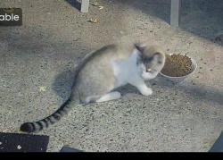 Reunited Unknown Cat last seen Viking Blvd and Jackson st ne East Bethel, MN 55011, East Bethel, MN 55011