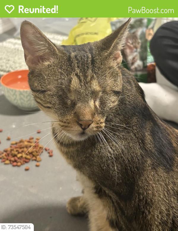Reunited Unknown Cat last seen Near N Pioneer Ave, Shavertown, PA 18708, USA, Shavertown, PA 18708