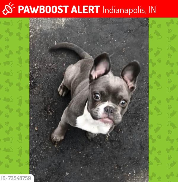 Lost Female Dog last seen S Stop 11 Rd, Indianapolis, IN 46217
