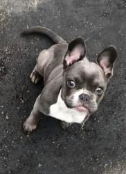 Lost Female Dog last seen S Stop 11 Rd, Indianapolis, IN 46217