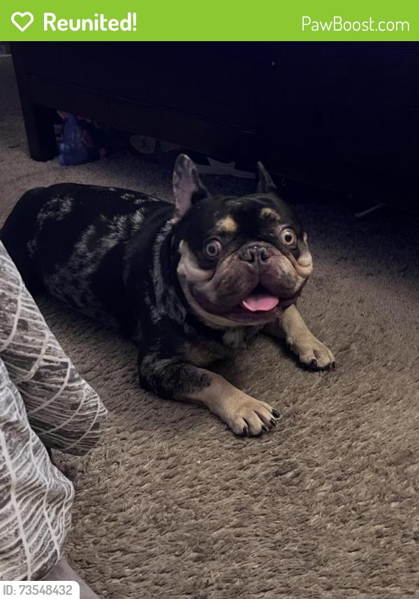 Reunited Male Dog last seen 9th st and Weatern ave, Buena Park, CA 90621