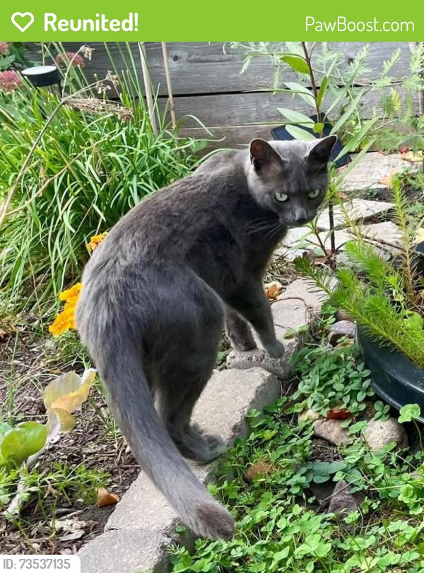 Reunited Female Cat last seen Simpson St & W Minnehaha Ave, Saint Paul, MN 55104