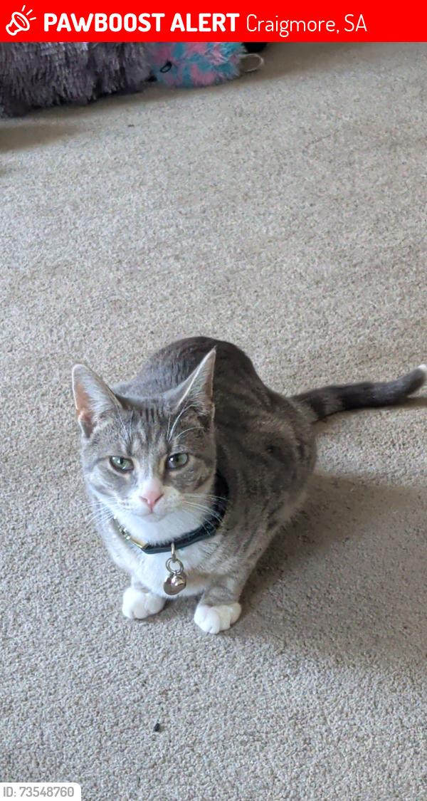 Lost Female Cat last seen Near Washington drive Craigmore, Craigmore, SA 5114
