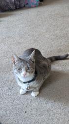 Lost Female Cat last seen Near Washington drive Craigmore, Craigmore, SA 5114