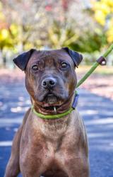 Shelter Stray Male Dog last seen Near US HWY 12, Yakima County,, 2405 W Birchfield Rd, Yakima, WA 98901, USA