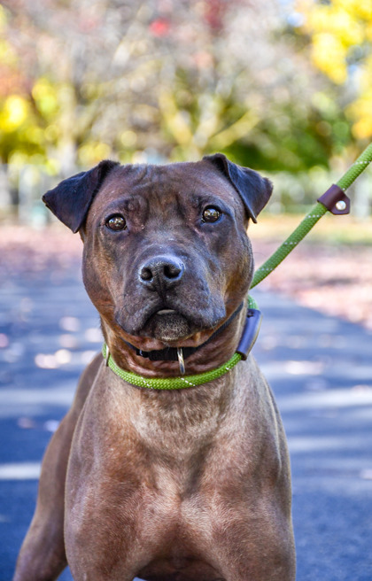 Shelter Stray Male Dog last seen Near US HWY 12, Yakima County,, 2405 W Birchfield Rd, Yakima, WA 98901, USA