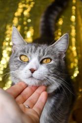 Shelter Stray Female Cat last seen Near Wanteu Rd, Grandview, WA, 2405 W Birchfield Rd, Yakima, WA 98901, USA