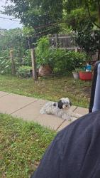 Reunited Male Dog last seen Near logan, Minneapolis, MN 55411