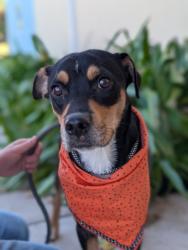 Shelter Stray Female Dog last seen , Gulfport, MS, 2615 25th Ave, Gulfport, MS 39501, USA
