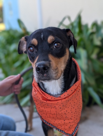Shelter Stray Female Dog last seen , Gulfport, MS, 2615 25th Ave, Gulfport, MS 39501, USA
