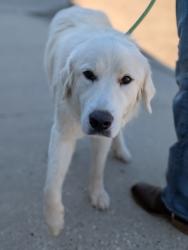 Shelter Stray Female Dog last seen , Harrison County, MS, 2615 25th Ave, Gulfport, MS 39501, USA