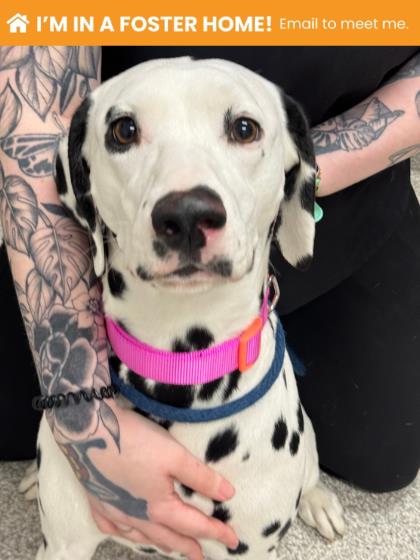 Shelter Stray Female Dog last seen Near W. Lexington St.,Unit 1008, 21201, MD, 2490 Giles Rd, Baltimore, MD 21225, USA