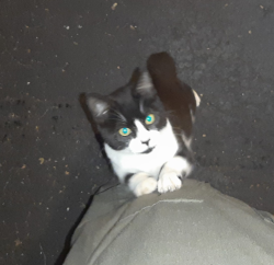 Found/Stray Unknown Cat last seen North Ave and Yawger, Bedford Township, MI 49017