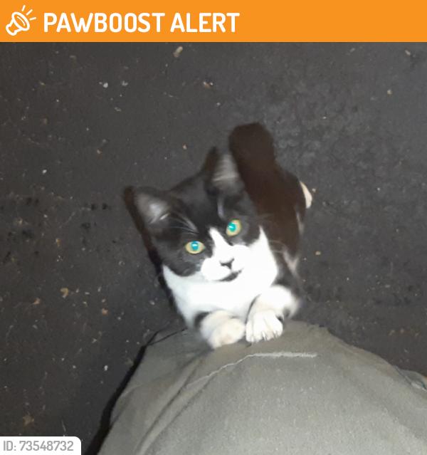 Found/Stray Unknown Cat last seen North Ave and Yawger, Bedford Township, MI 49017