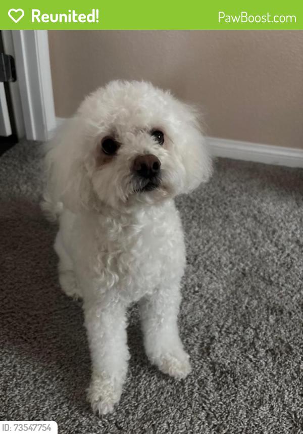 Reunited Female Dog last seen Independence community Vegas valley, Las Vegas, NV 89122
