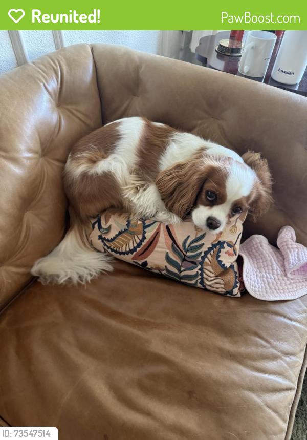 Reunited Female Dog last seen Near 206th St SW Edmonds WA 98026, Edmonds, WA 98026