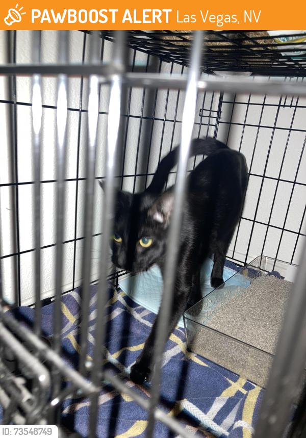 Found/Stray Male Cat last seen Durango and Edna, Las Vegas, NV 89117
