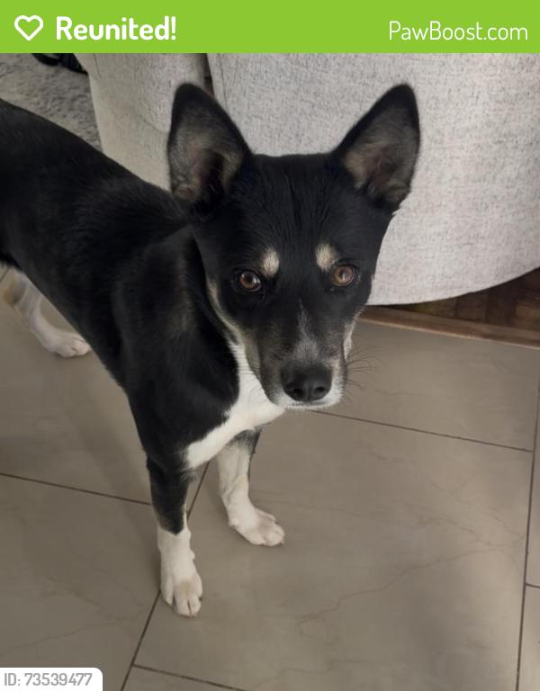 Reunited Male Dog last seen Grandspur, Spring Valley, NV 89147