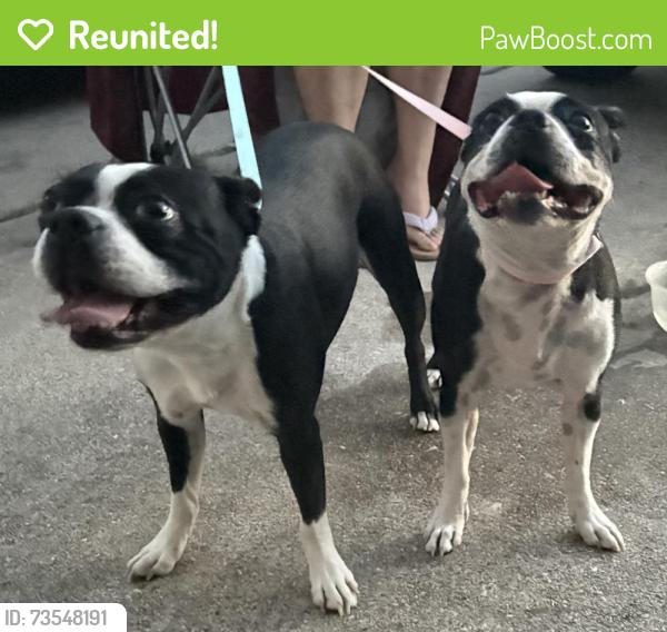 Reunited Female Dog last seen Jericho Ln, Fort Worth, TX 76108