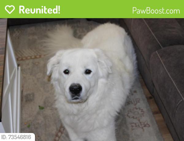 Reunited Male Dog last seen Park lane elementary, granny park, Sandy, UT 84092